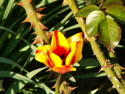Kvet v trní