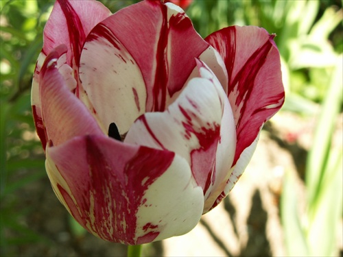 tulipán 10