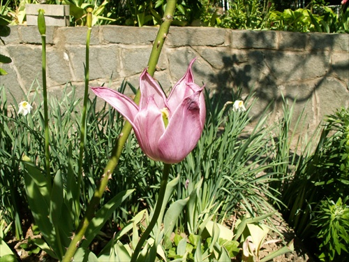 tulipán 11