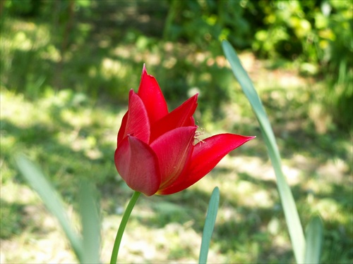 tulipán 12