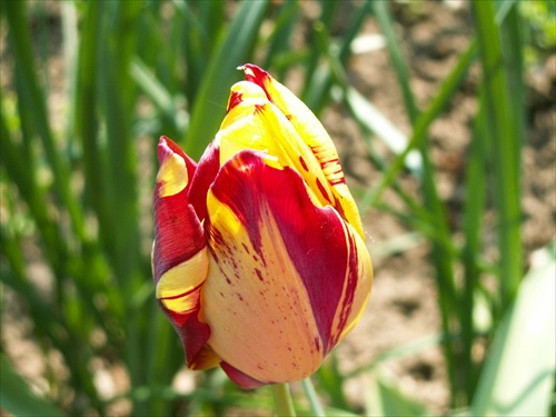 tulipán 13
