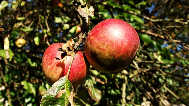Červené jabĺčko .... na strome mám :-)