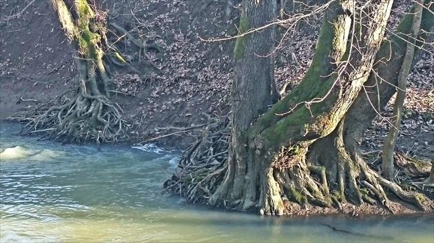 Slovenské mangrovníky :-)