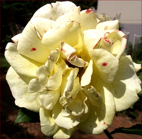Yellow rose with red spots