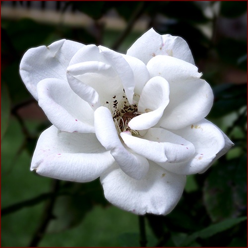 white rose_2