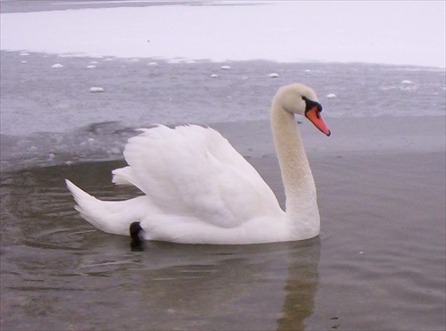 Labuť na jazere v zime