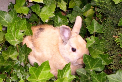 Zajac - domáce zvieratko