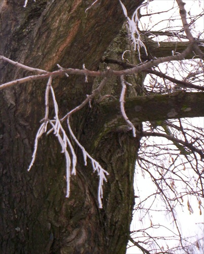 Strom - zamrznutý konár