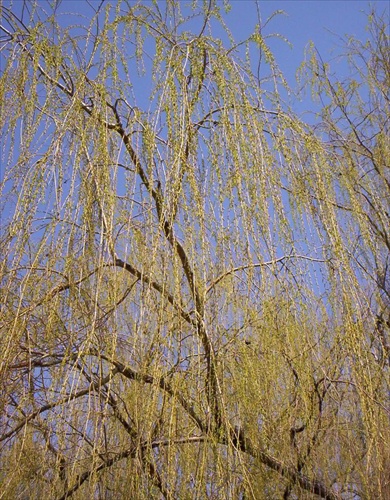 Strom - vrba - prichádza jar