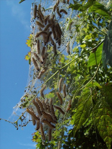Húsenice na strome