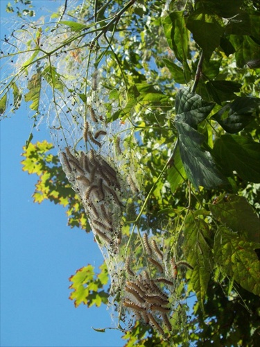 Húsenice na strome