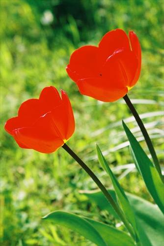 tulipany