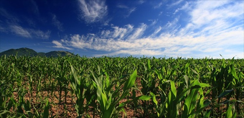 Kukuričné pole
