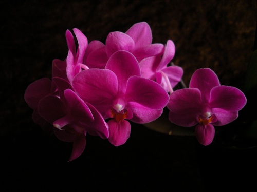 Mini-orchidea