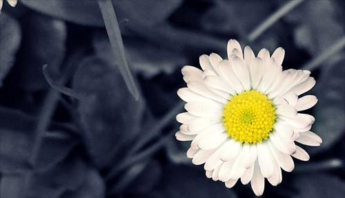 little daisy :)