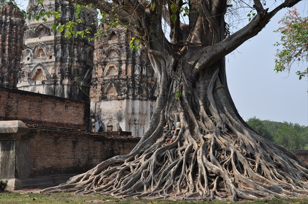 Strom v Sukhothai