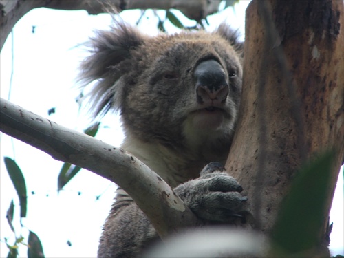 Koala len tak