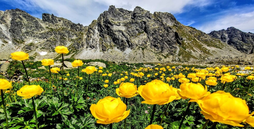 ⛰️&🏵️