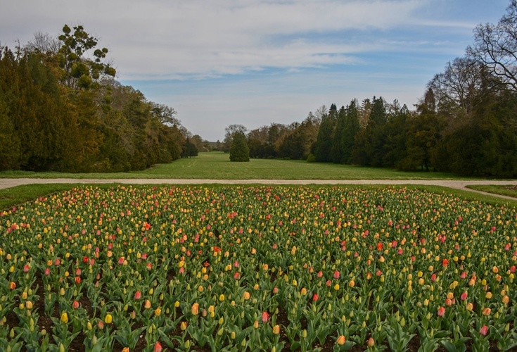 Čas tulipánů