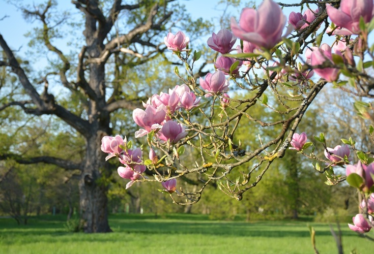 Magnoliová