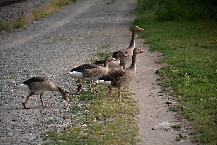 Rychle, holky, než nás zajede cyklista