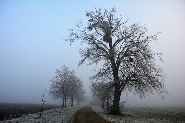 Novodvorská alej