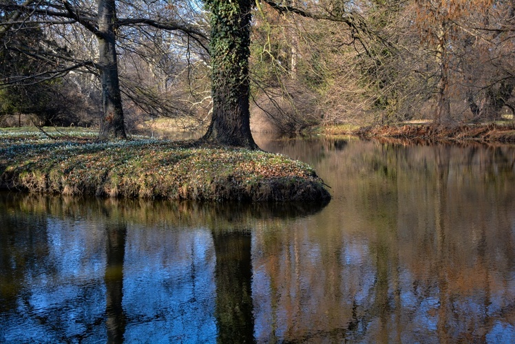 Sněženky na ostrůvl