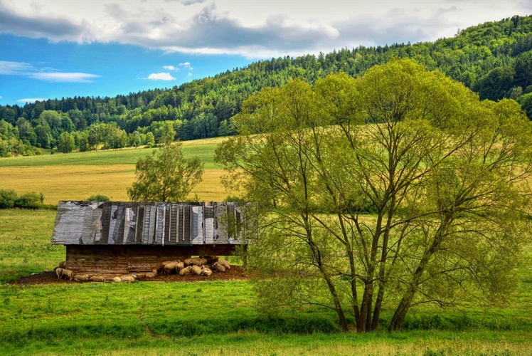 Ovčín