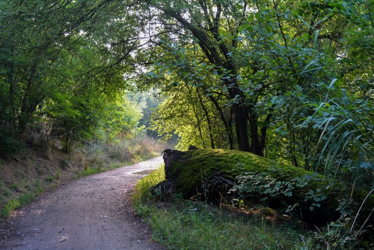Padlý velikán