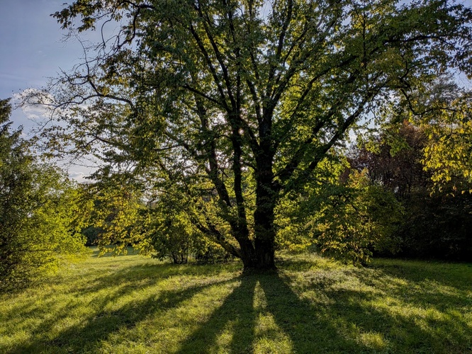 V protisvětle