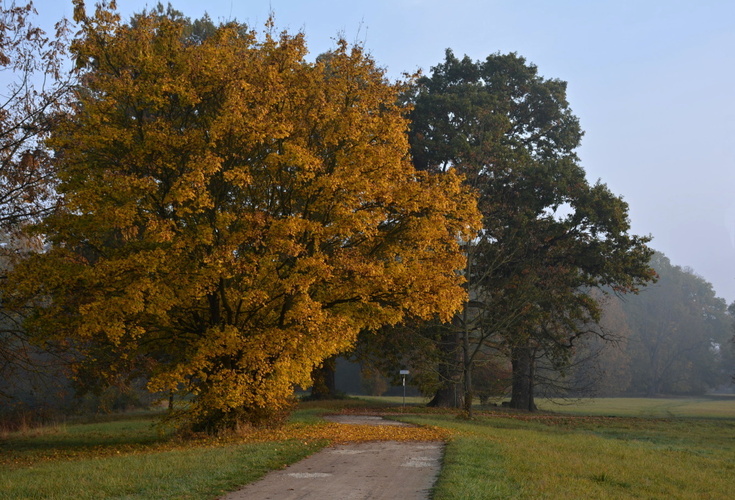 V parku