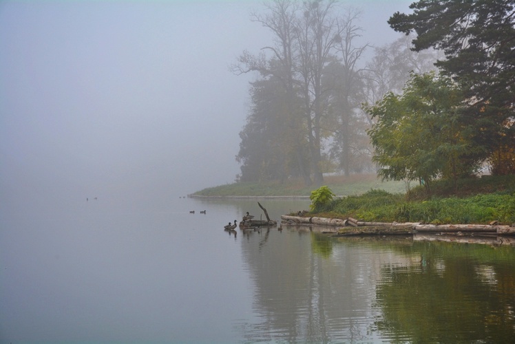 Mlha nad rybníkem