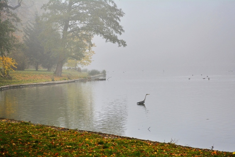 Mlha nad rybníkem