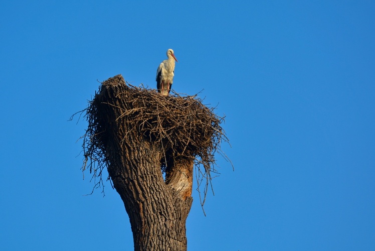 Nejdřív přiletěl taťka