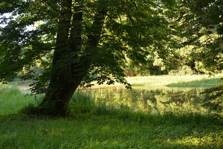 V parku