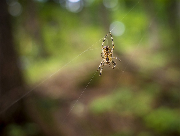 pavúčik v lese