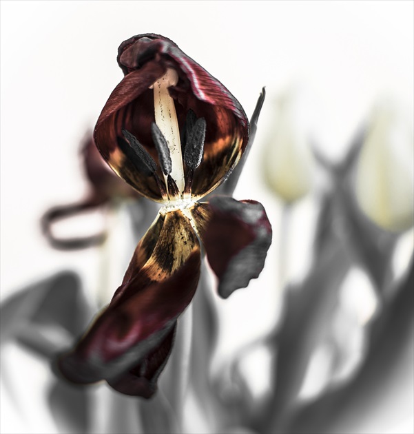 tulipán ... 2