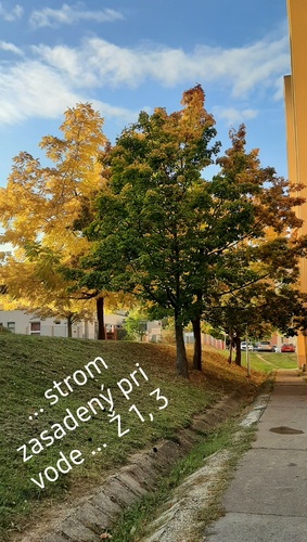 ... strom zasadený pri vode ... Žalm 1, 3