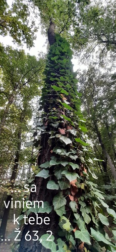 ... sa viniem k Tebe ... Ž 63,2