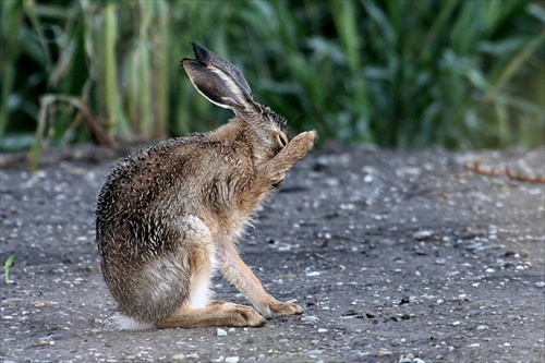 zajačik mokrý-hamblivý