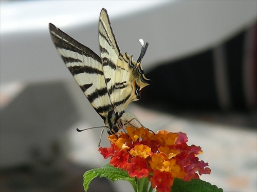 motýlik
