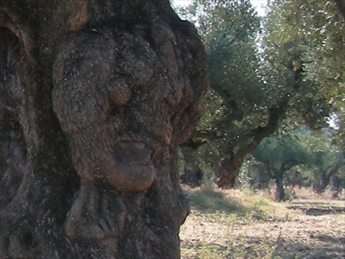 starý olivovník