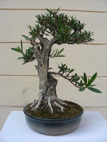 Z výstavy bonsajov