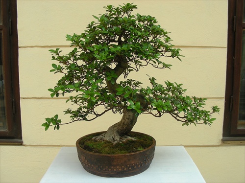 Ešte z výstavy bonsajov