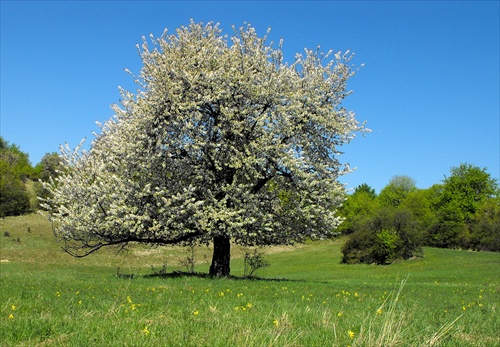 Plešivecká planina