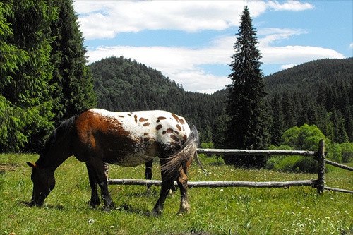 Škvrnitý