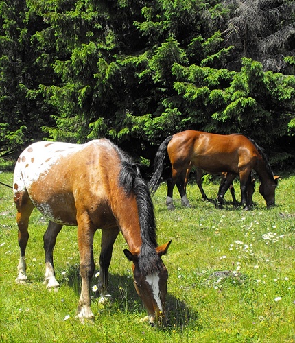 Appaloosa