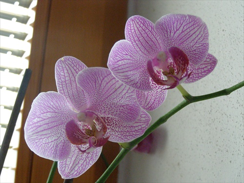 Orchidea