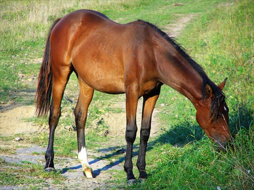 Mladý koník