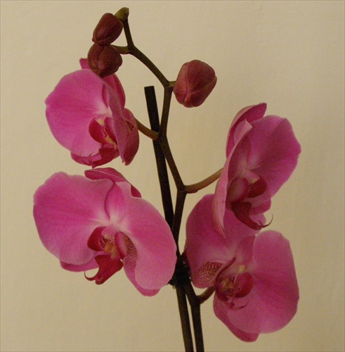 Orchidea